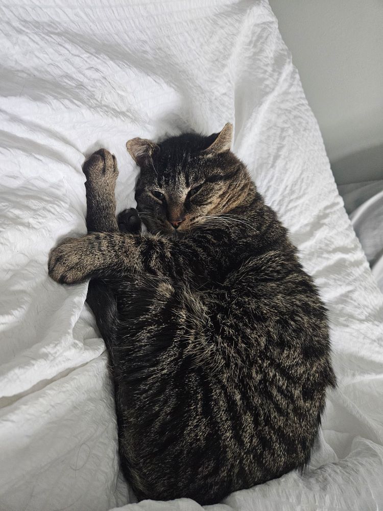 My beautiful sweet handsome wonderful adorable sleepy cat, Roman. He is curled up and resting on my white blanket. I don't know how to describe his colour, maybe black undercoat with striped light brown highlights? Just trust me, he's the cutest little thang.