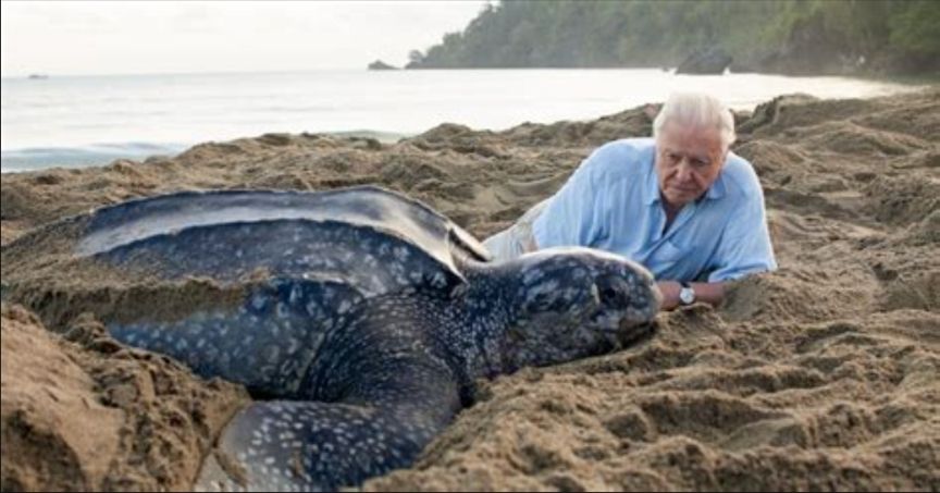 Sir David Attenborough laying in the sand next to a turtle.