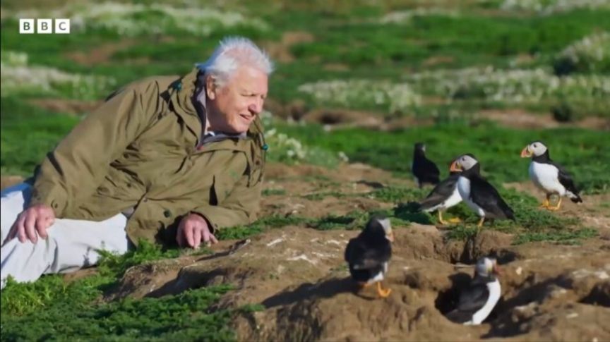 Sir David Attenborough laying on the ground next to a group of puffins.