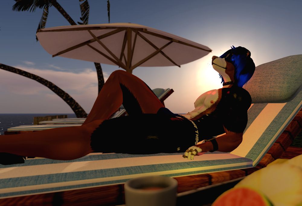 border collie in second life on the beach