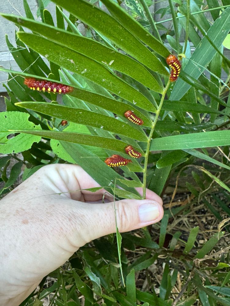 Bright orange Atala caterpillars with yellow dots on their backs on coontie palm