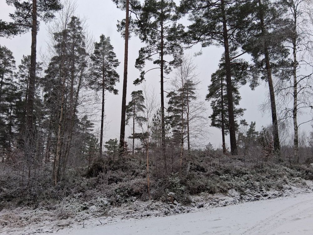Greyish photo of some snow and trees