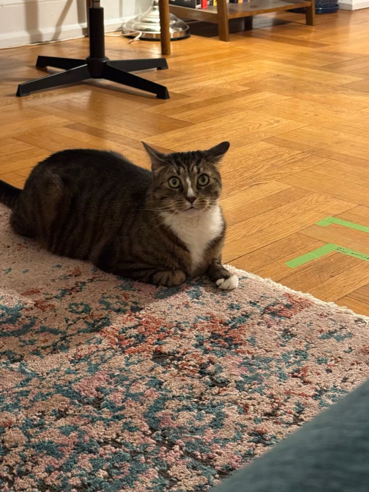 a very startled cat with round eyes and one airplane ear