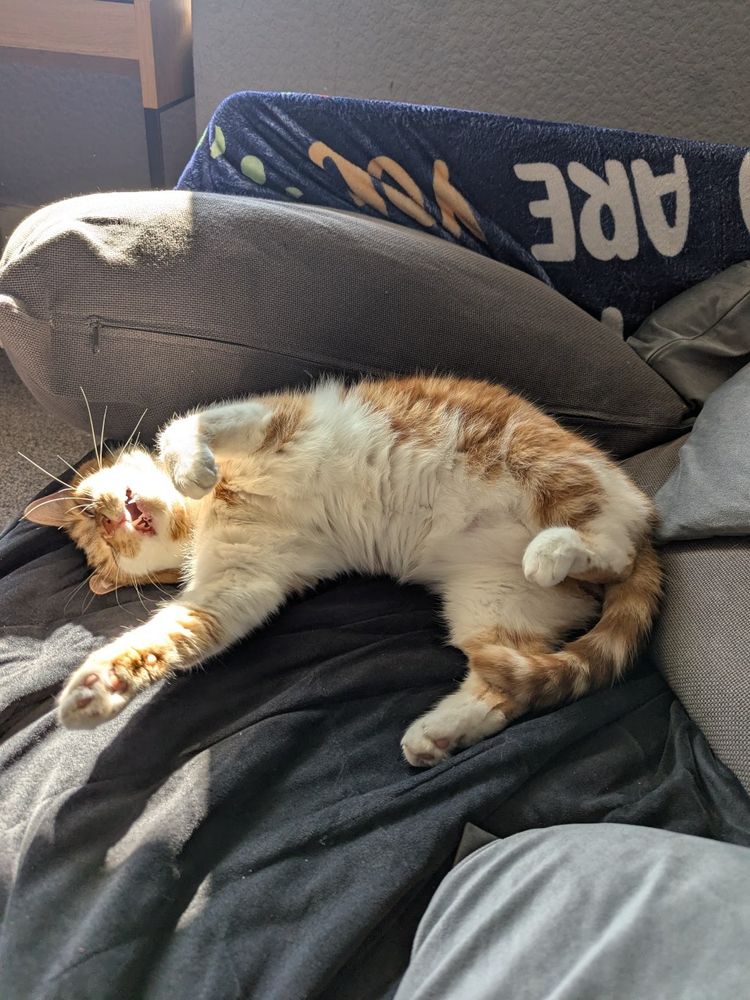 Clementine being goofy showing her belly