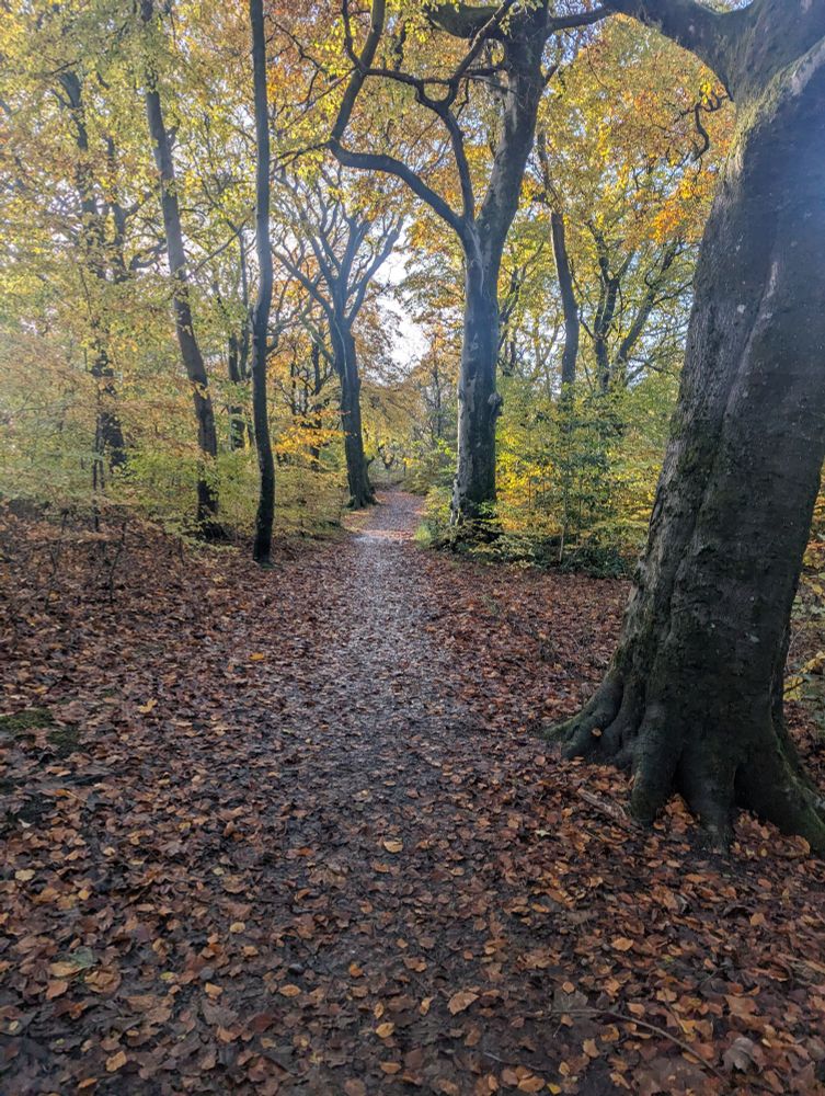 A nice path in the woods with lots of leaves