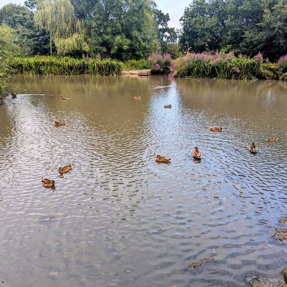 A bunch of ducks in queens park pond happily enjoying the rain and wind