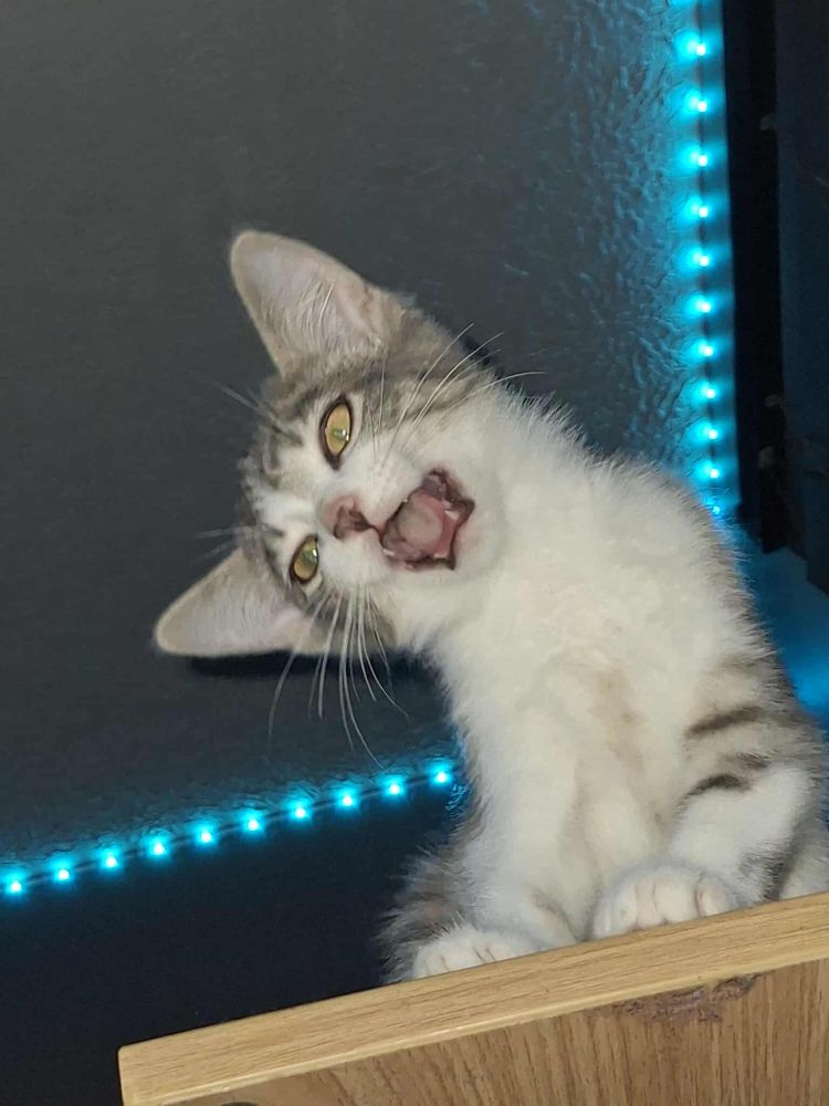 Image of a kitten with his mouth open mid-yawn. He's a grey and white tuxedo and tabby kitten with yellow eyes. He's sitting on a shelf with cyan blue LED lights on the walls.