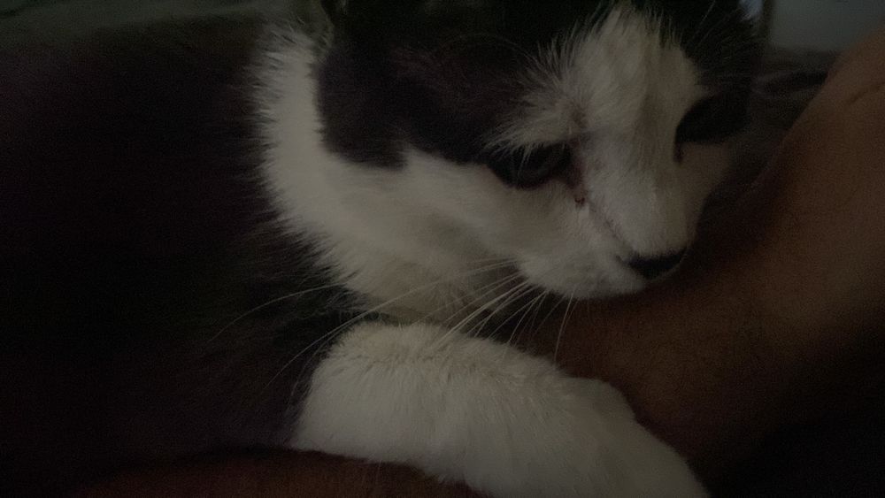 Chloe is a black and white short-haired cat who needs affection 25/8.