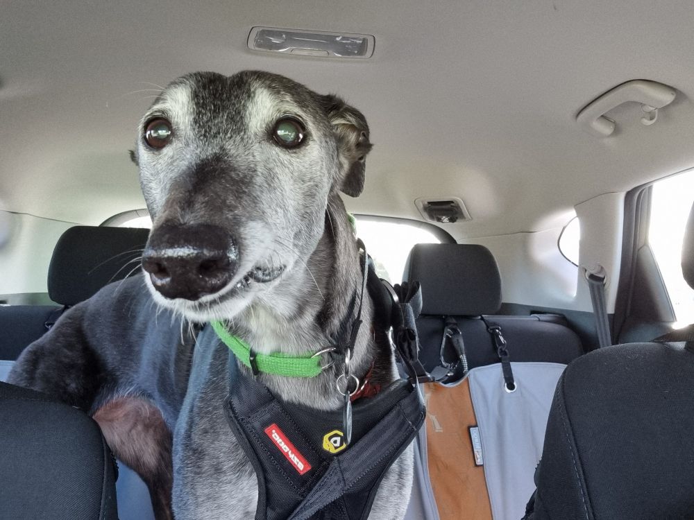 A black greyhound with a face that's almost entirely grey with age is gazing through the windscreen of the car - she's just caught sight of her best friend, another greyhound. She has lost most of her teeth, so her mouth is tucked up on one side, where her lip has caught on an incisor tooth. She is wearing a safety harness and a green collar. The interior of the car is cream, with dark grey upholstery. The dog is standing on a grey dog hammock, a seat covering that prevents dogs from sliding off the seat. 