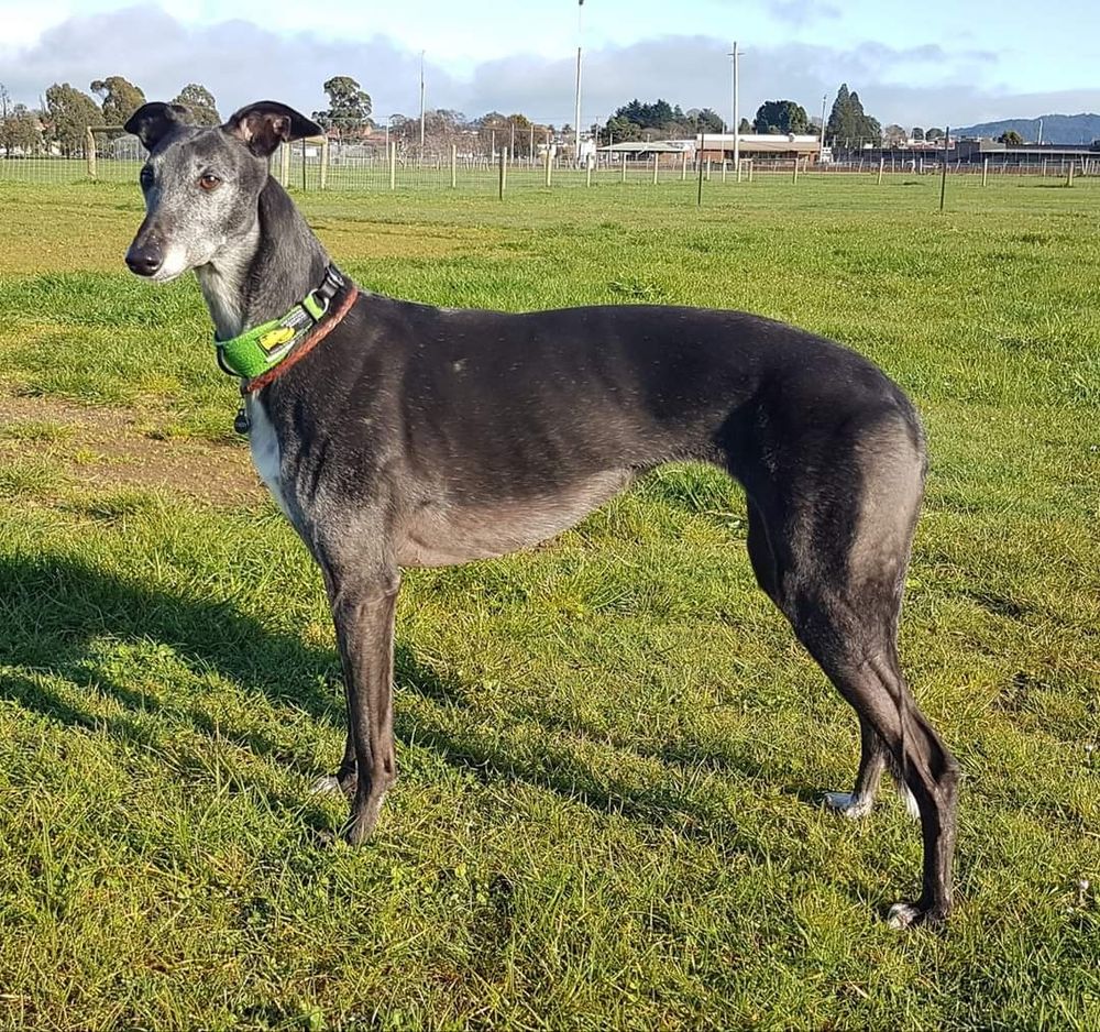 An old black greyhound wearing a green collar stands on grass looking at something to the left. Her ears are pricked in interest.
There are houses in the distance and behind them in the far distance are mountains. 