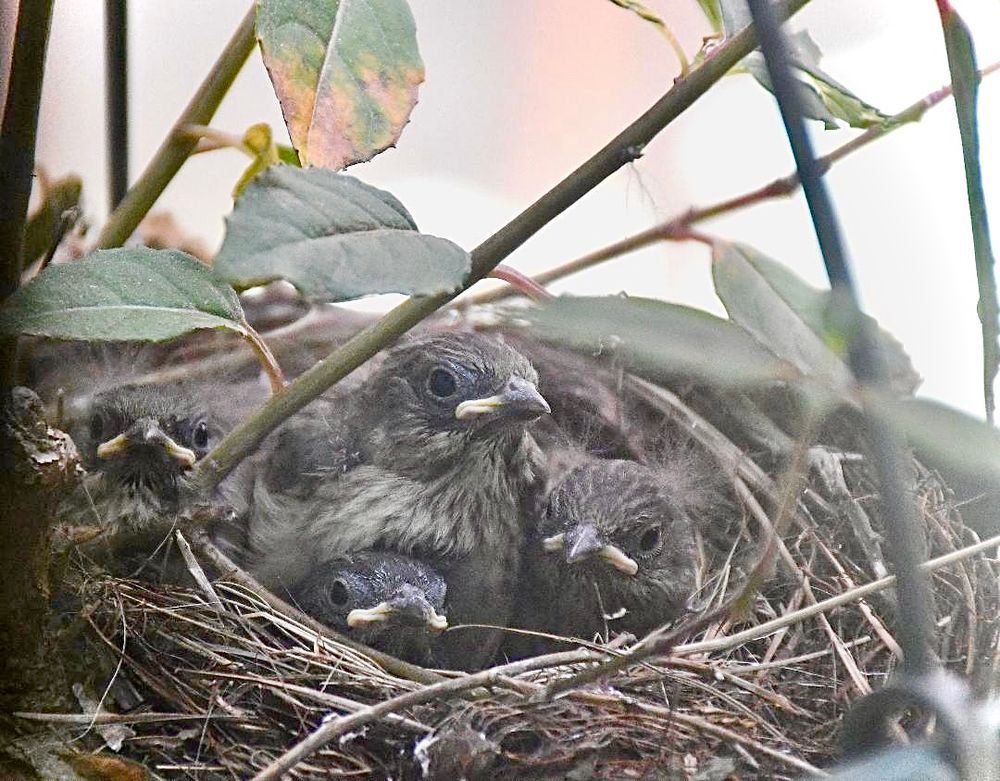 Four, fluffy, slate-gray baby birds look out from the comfort of their nest as thin, green-leafed branches provide camouflage over them.  Their shiny black eyes peer at the camera over their wide, light-colored beaks.