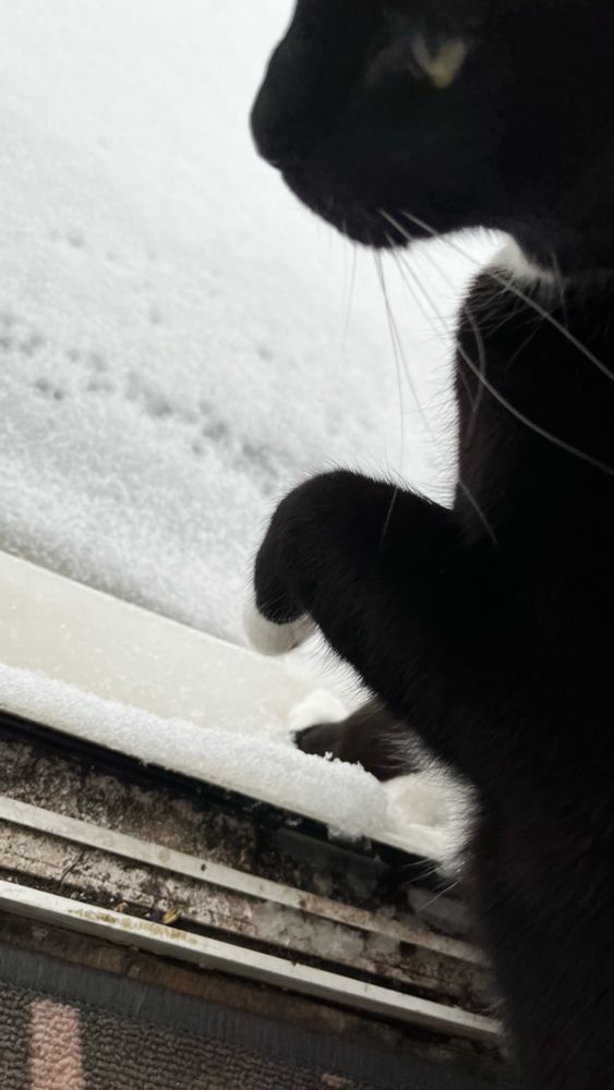 a tuxedo cat stands in the front doorway of a house. it’s snowing outside. the cat is holding one paw up with a limp wrist 