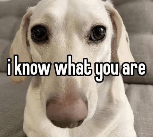 White dachshund looking at the camera with the words "i know what you are" 