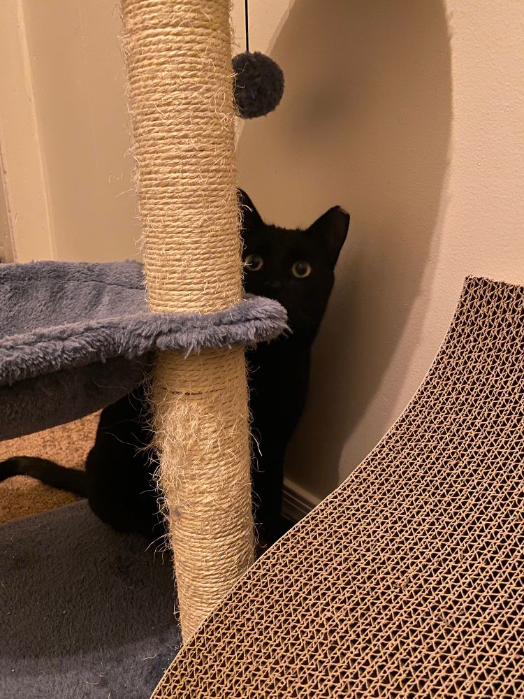 Black cat hiding playfully behind a scratching post, looking at camera