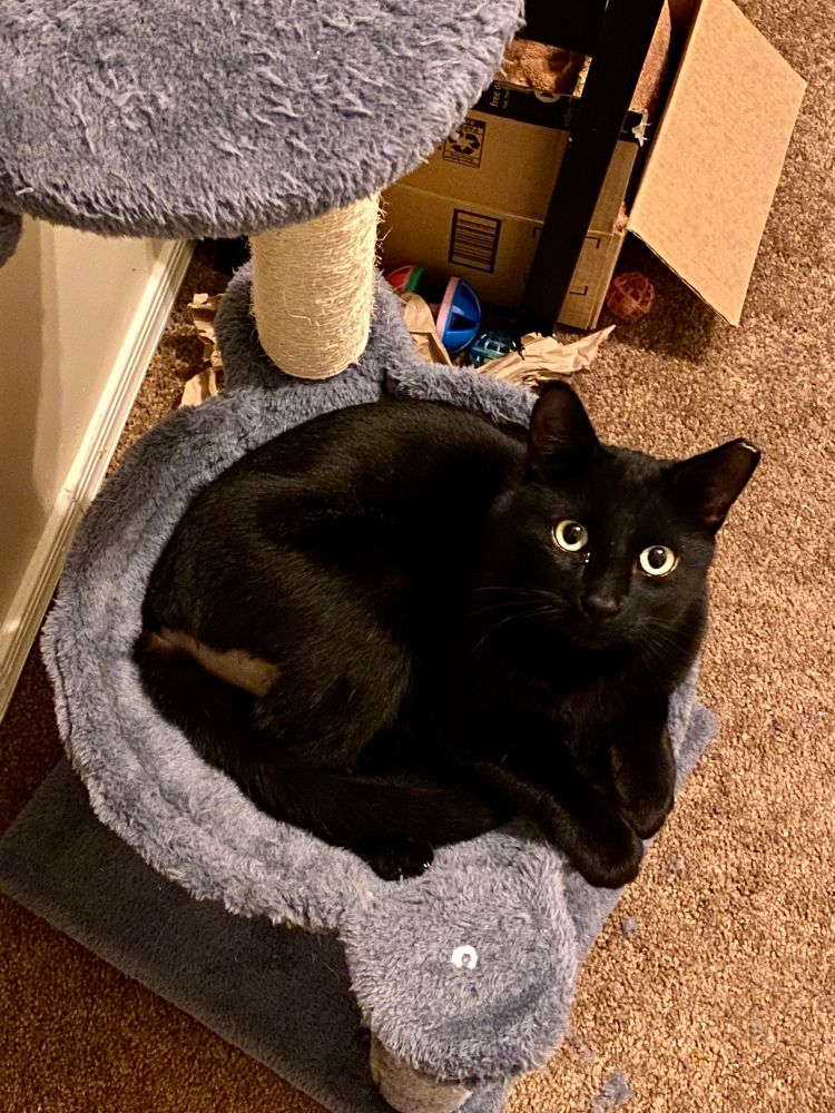 Black cat with yellow eyes lounging in cat tree, looking at camera 