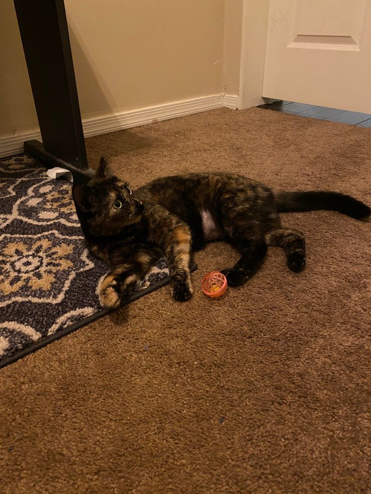 Tortoiseshell cat laying on floor with a plastic toy ball, looking into distance