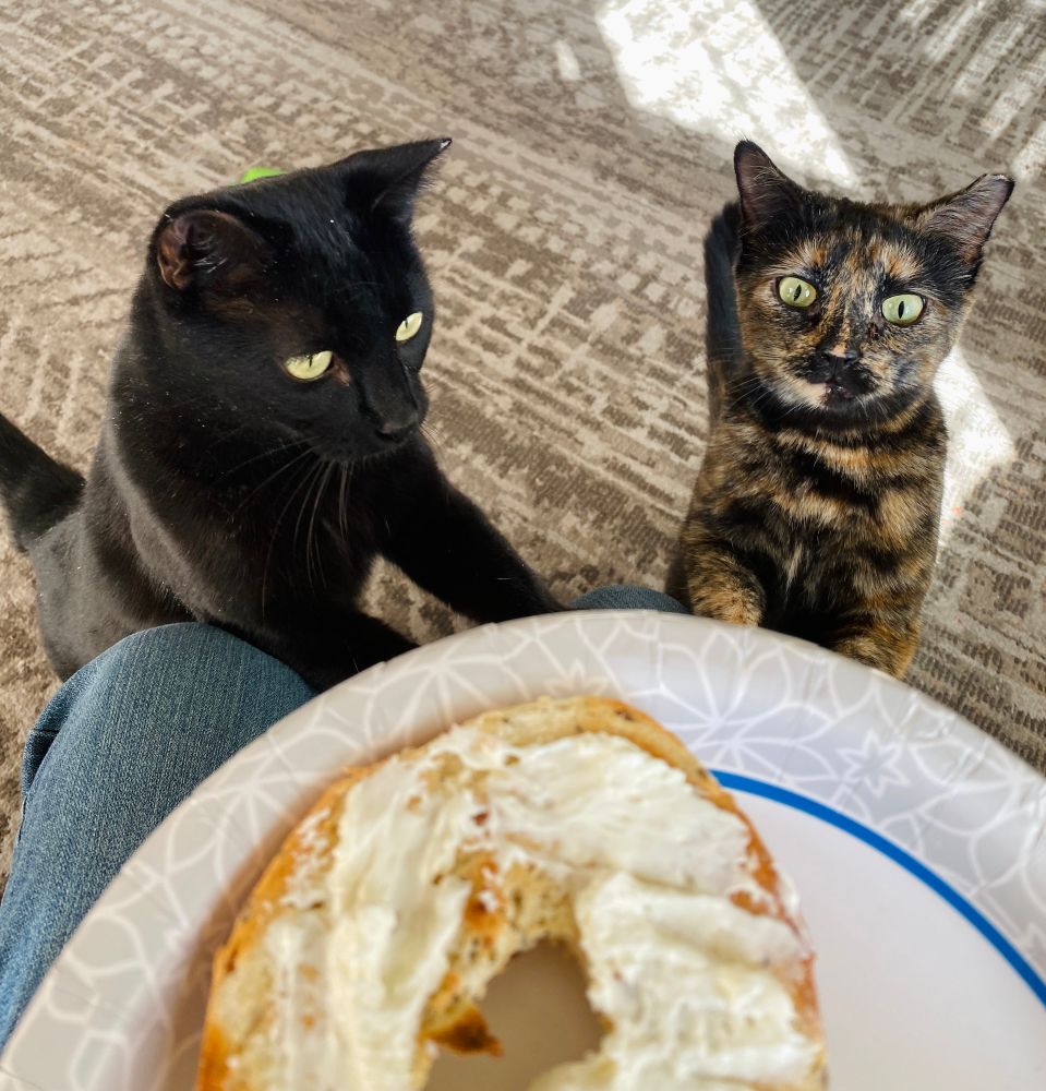 Two cats, one black and one tortoiseshell, looking hungrily at a bagel with cream cheese on a paper plate. The plate is on my lap. 