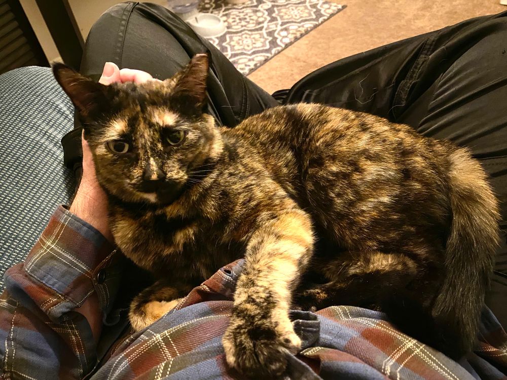 Tortoiseshell cat sitting in her owner’s lap being pet, looking at camera