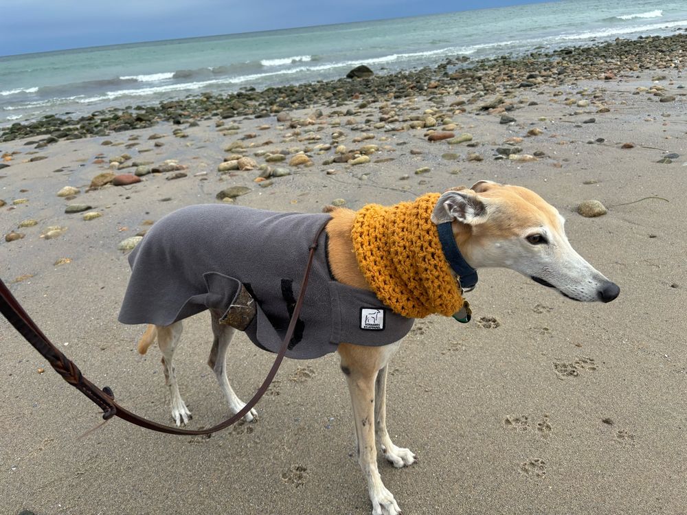 Beautiful tan greyhound wearing a gray fleece and a golden neck warmer, looking happy on a beach.