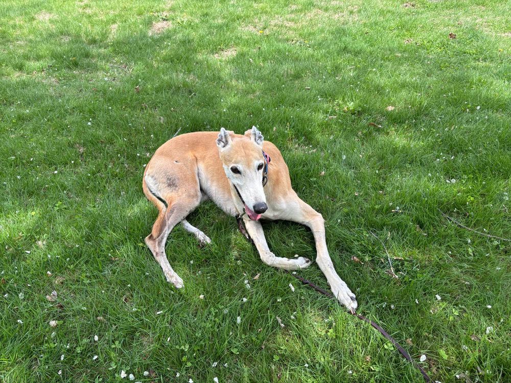 Cashew, a brown greyhound. She is beautiful. 