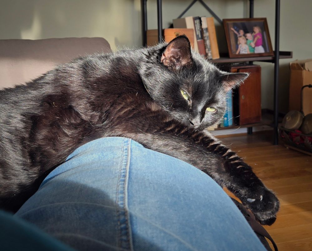 Black cat completely at ease on his human's thigh. 