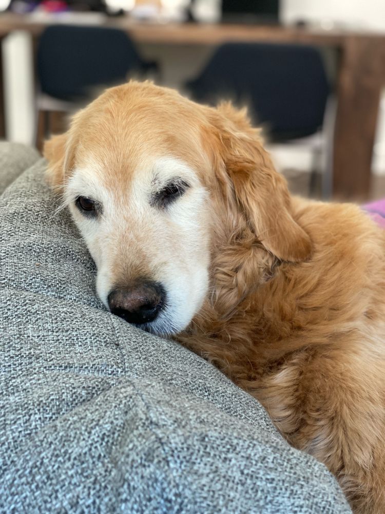 Picture of my Golden Retriever, Charlie, resting her head on the couch, looking sleepy and beautiful.