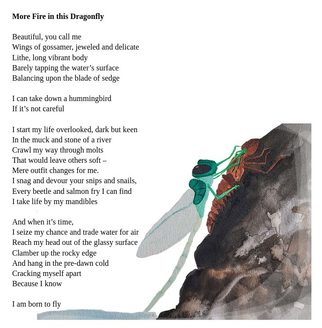 Photo of poem with image of dragonfly emerging from it's nymph form. Poem reads: "More Fire in this Dragonfly" Beautiful, you call me Wings of gossamer, jeweled and delicate Lithe, long vibrant body Barely tapping the water’s surface Balancing upon the blade of sedge I can take down a hummingbird If it’s not careful I start my life overlooked, dark but keen In the muck and stone of a river Crawl my way through molts That would leave others soft – Mere outfit changes for me. I snag and devour your snips and snails, Every beetle and salmon fry I can find I take life by my mandibles And when it’s time, I seize my chance and trade water for air Reach my head out of the glassy surface Clamber up the rocky edge And hang in the pre-dawn cold Cracking myself apart Because I know I am born to fly
