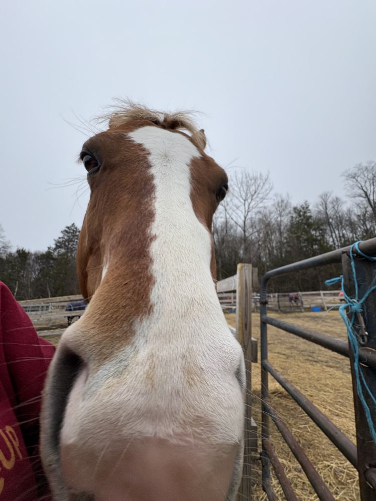 horse staring at the viewer
