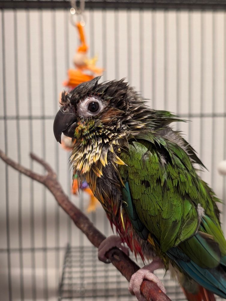 A soaking wet yellow sided green cheek conure parrot sitting on a branch within a cage, seen in side profile. It has a somewhat frazzled expression. 