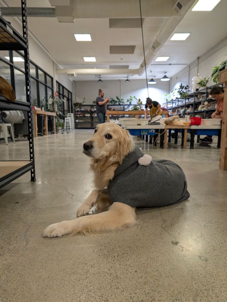 A beautiful soft golden retriever wearing a grey hoodie laying on the floor of a pottery studio looking at the camera. In the background several pottery wheels and shelves of pottery are seen