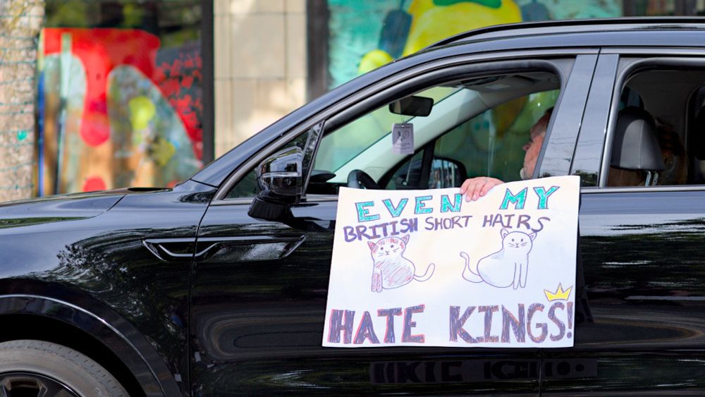 Person holding protest sign outside their car, Even my British Short hairs Hate Kings, drawn pictures of cats, crown.