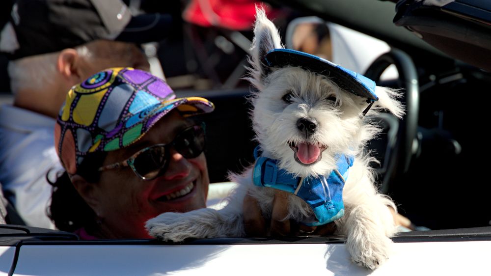 Photo of small white dog hanging out over the top of car door with window down, while driving by, person holding dog, smiling