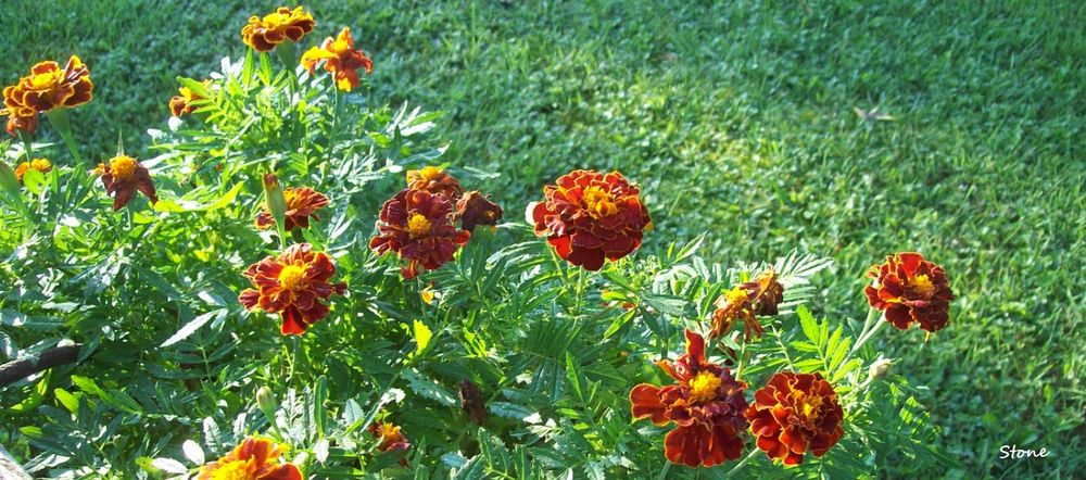Sorta looking down at flowers. Kinda orangish-red & yellow.  Can see the green grass beyond. A bit of faint sunlight can be seen it.