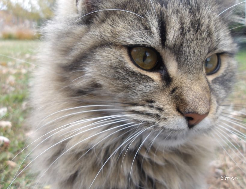 close up pic of a cat's face as he looks off 2 the side. 