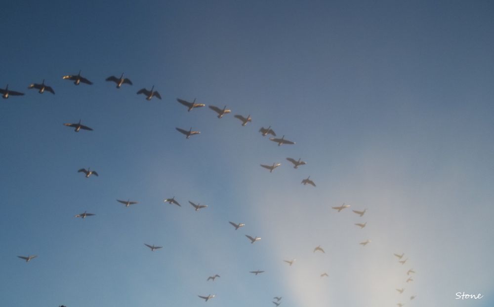 a flock of birds flying through the air. The sun is just out of sight at the bottom right.