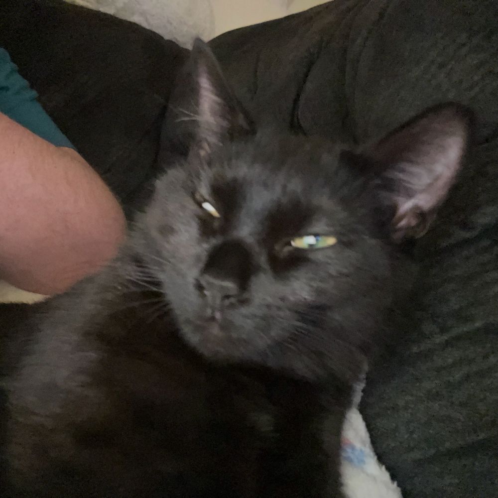 A black cat sits with her eyes half open and bewildered 