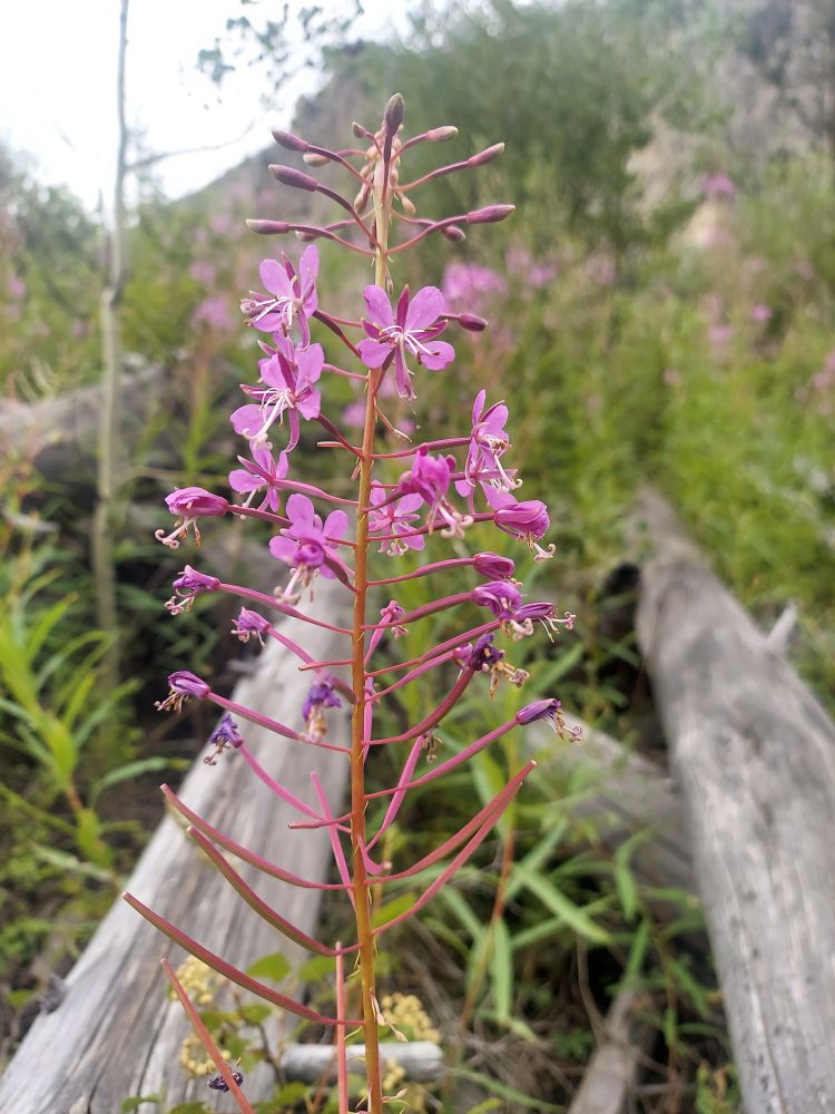 A fireweed plant with skinny reddish stalks like branches and pinky-purple flowers, logs and grass in background 