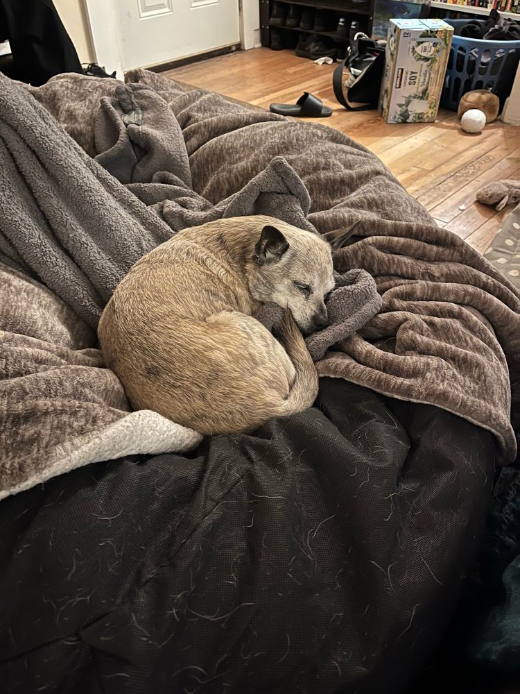 Small dog in a loaf. 