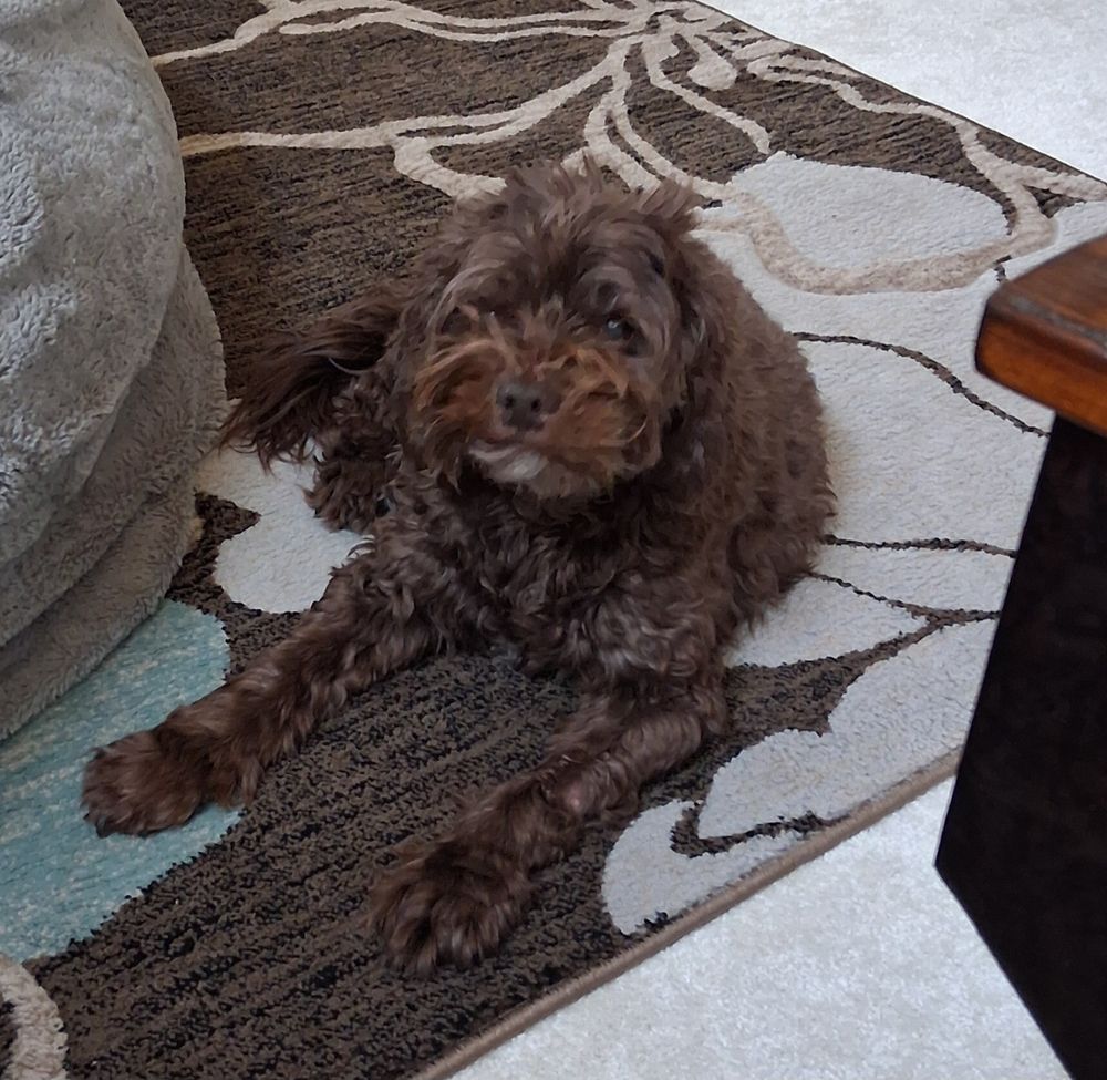 A brown cockapoo lounging on the carpet