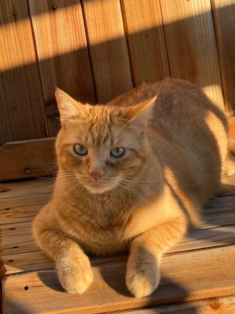 An achingly stunning, orange, sunlit cat sting on a wood chair of the same color.