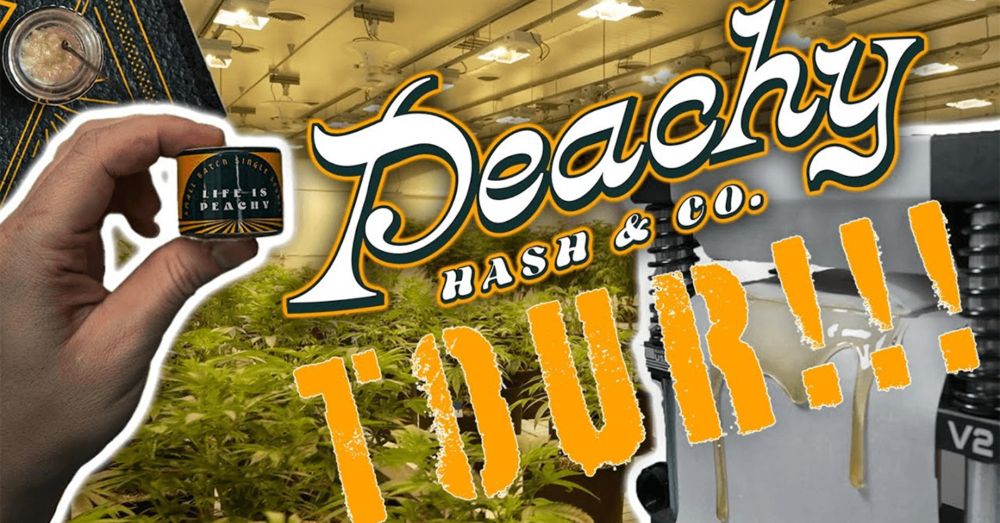 A Deep Dive into Peachy's State-of-the-Art Cannabis Cultivation