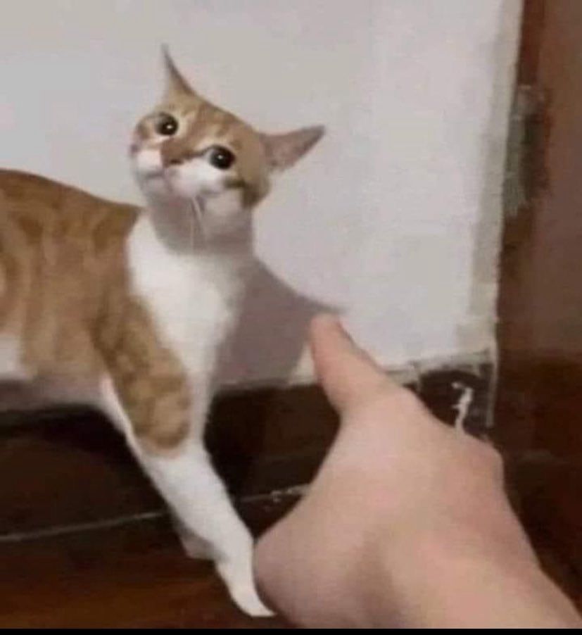 Random cat picture I found on the internet