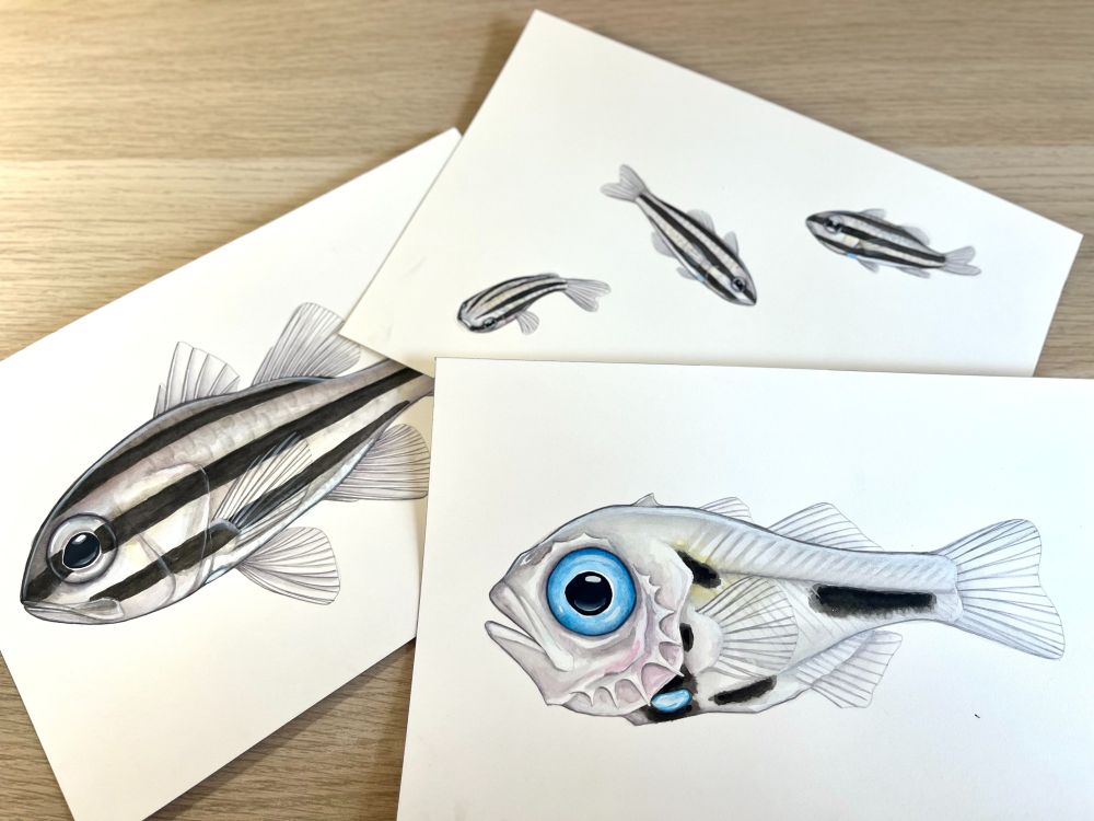 Watercolor paintings of Siphamia fish: adult, larva, and three small swimming fish.
