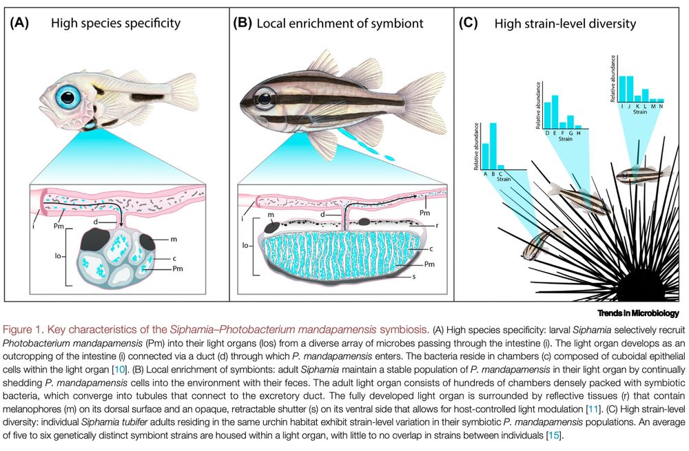Scientific figure depicting fish with bioluminescent bacteria colonizing light organs at the larval and adult stages. 