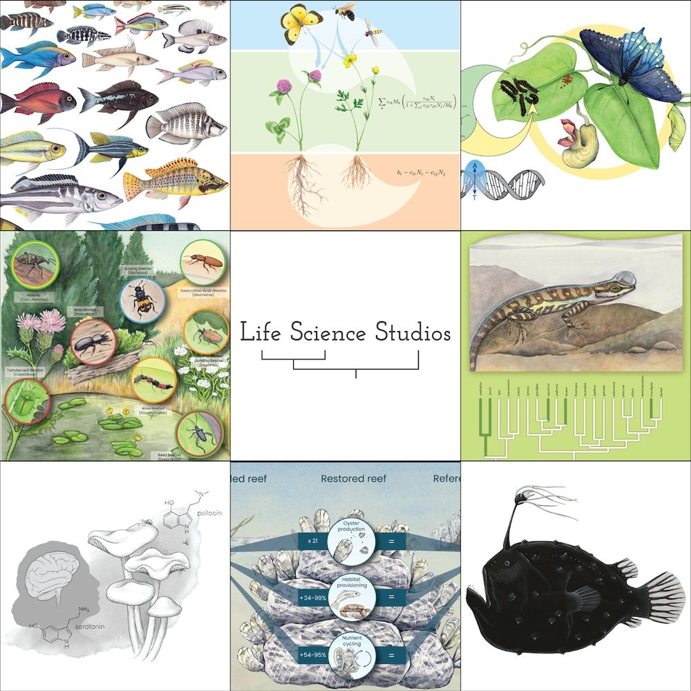 Examples of science illustrations created by Julie Johnson at Life Science Studios, including fish paintings, mushrooms, beetles, an oyster reef, butterflies, and lizards.