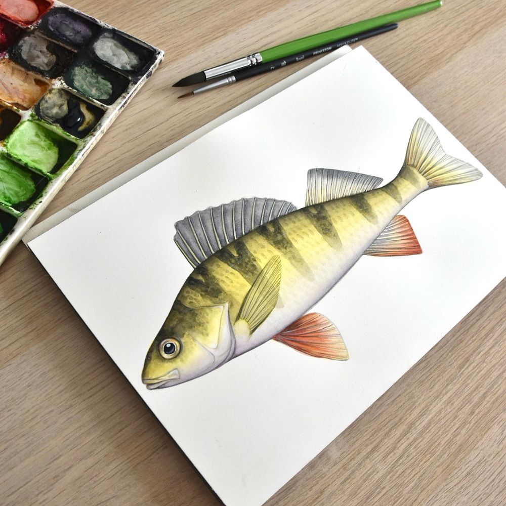 A watercolor painting of a yellow perch laying on a desk with a messy watercolor palette and paintbrushes next to it.