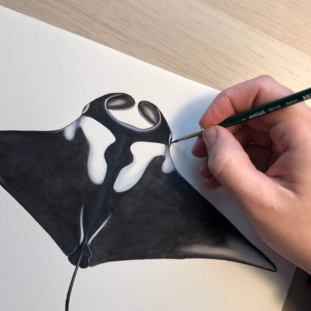Watercolor painting process for a manta ray.
