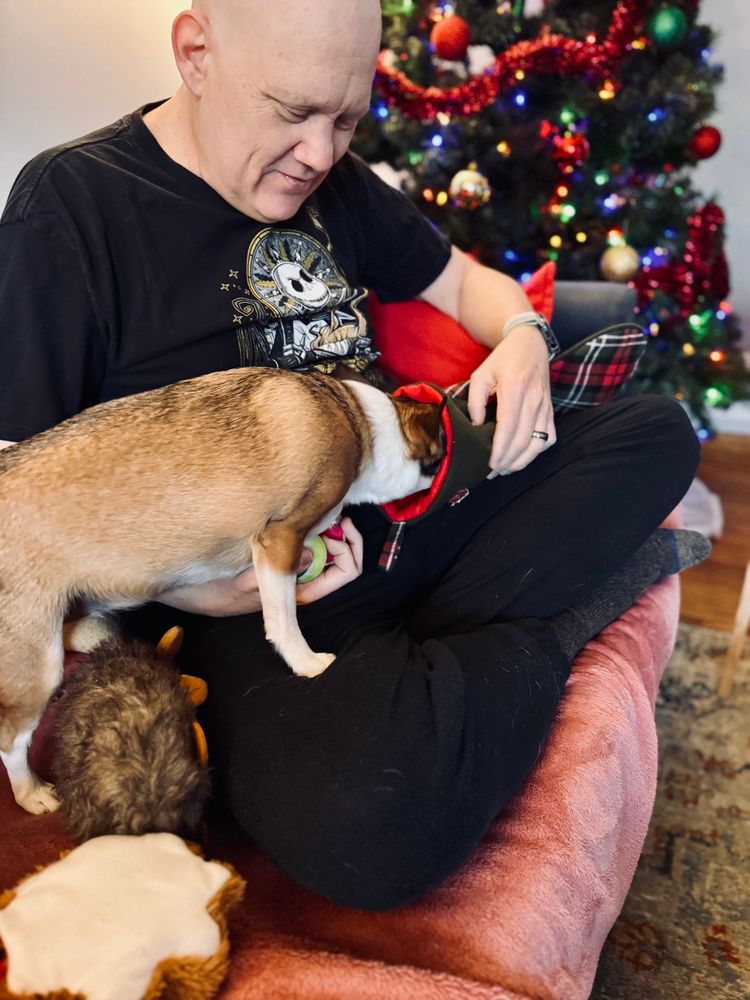 Beagle-colored Chihuahua with her head in her Christmas stocking looking for more doggie toys.
