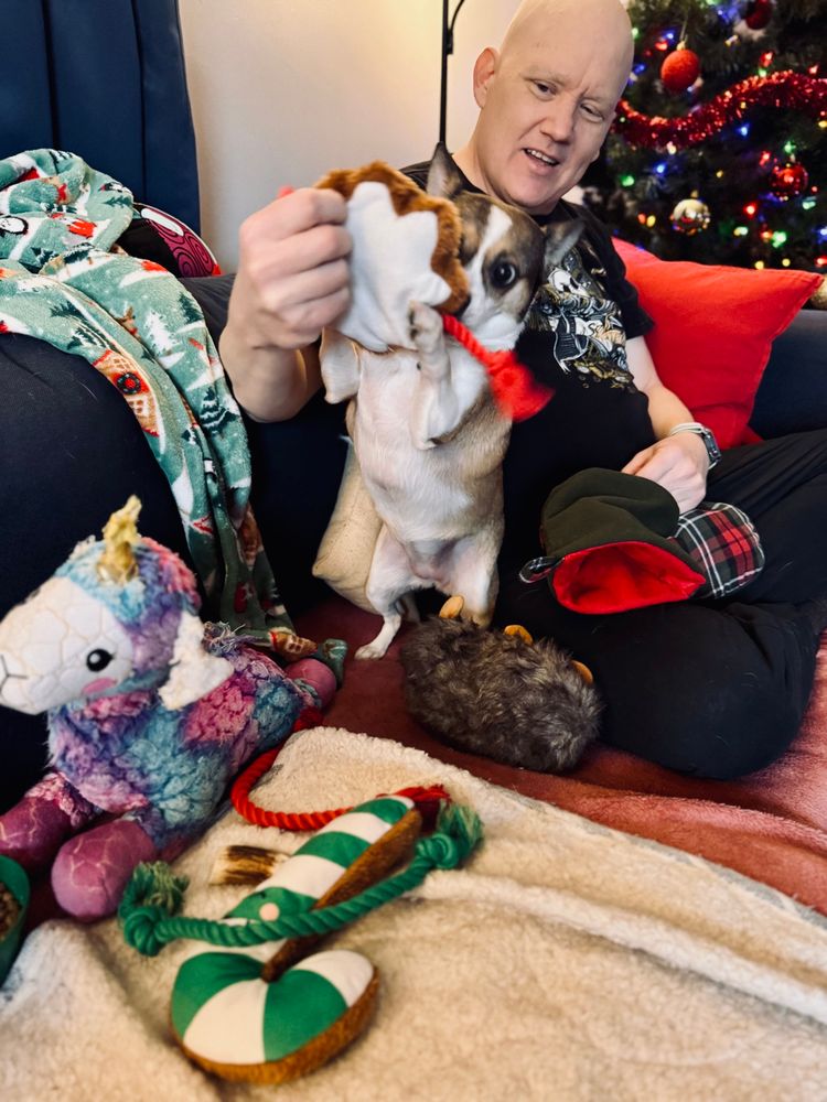 Beagle-colored Chihuahua playing with new doggie toys for Christmas.