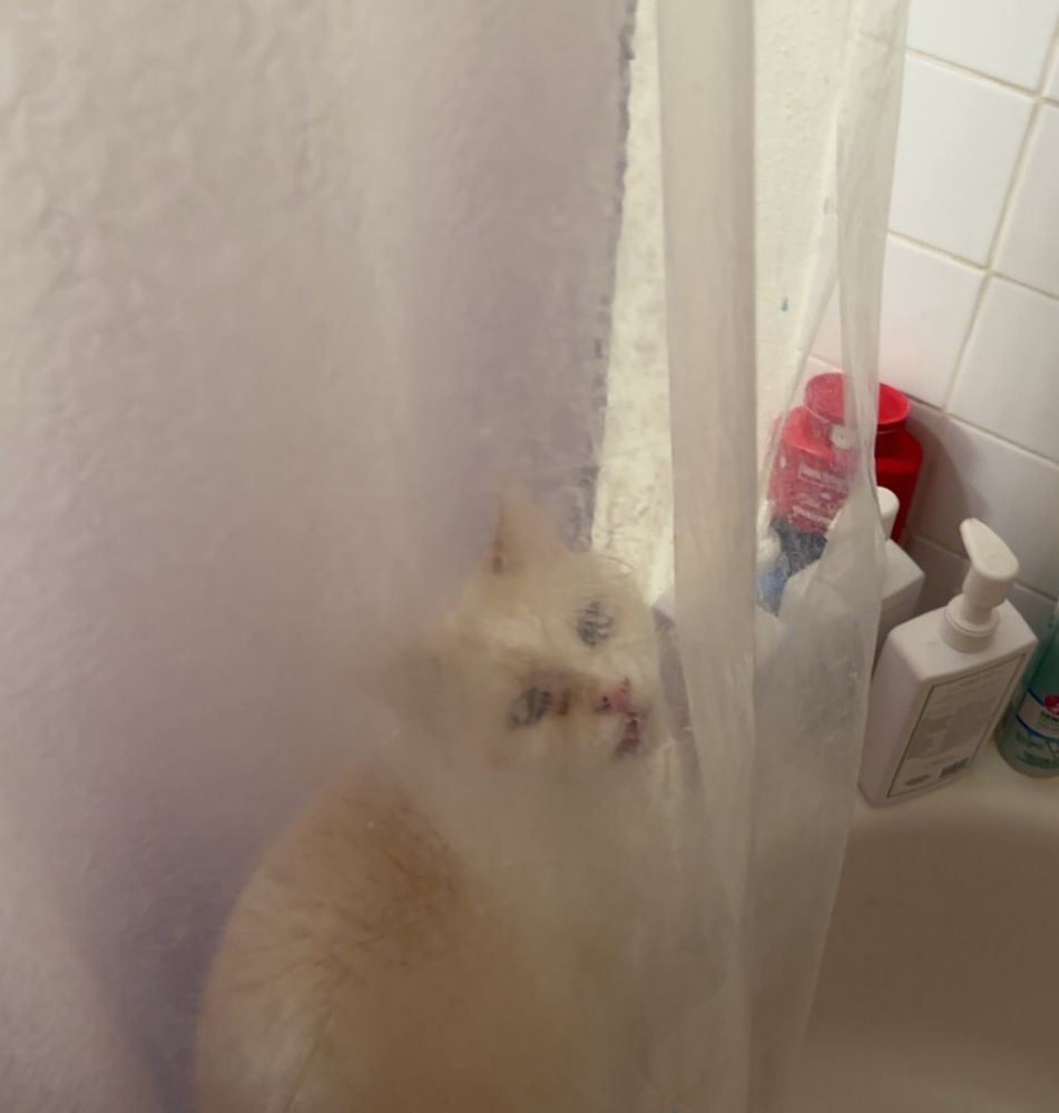 PJ, a cat, sits between the shower curtains so he doesn’t get wet. 